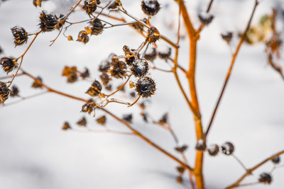 花髋对白色的雪背景