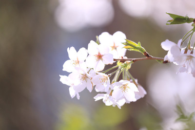 樱花