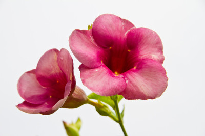 Allamanda Flowers, Saritaea magica Duyand, Purple 
