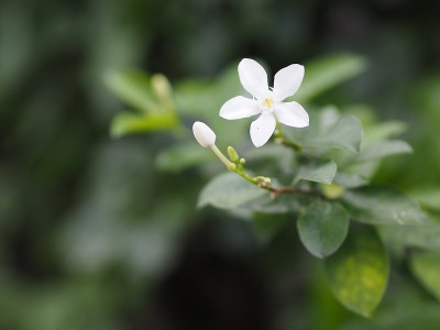 在模糊的自然背景下，花园中盛开的白花三叶草