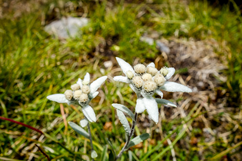 法国瓦尼斯国家公园的雪绒花