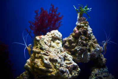 海洋水族馆里的臭鼬清洁虾。