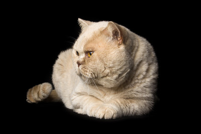 英国的猫