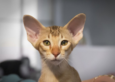 小猫东方品种