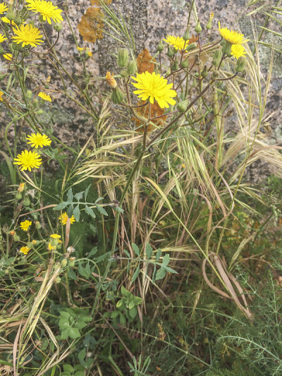 纤细的苦菜