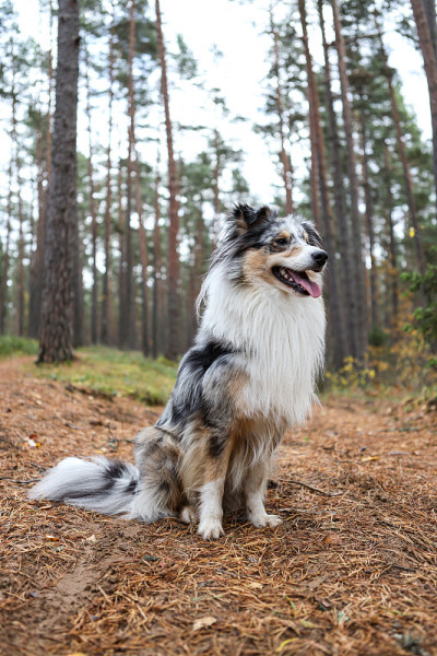 可爱的蓝色山鸟护盾和牧羊犬坐在松树林。