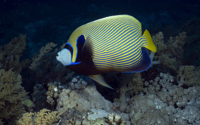 埃及红海中的皇帝神仙鱼(Pomacanthus imperator)