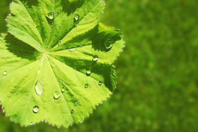 叶与雨滴