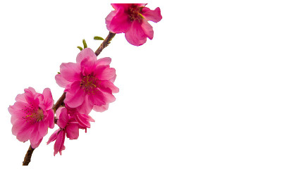 日本樱花白色背景上孤立的粉红色樱花