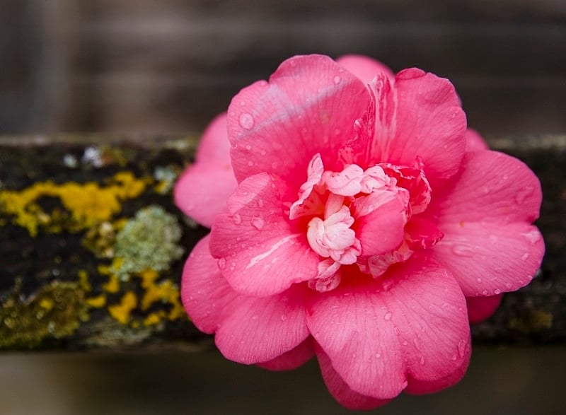 粉红之花,donostia