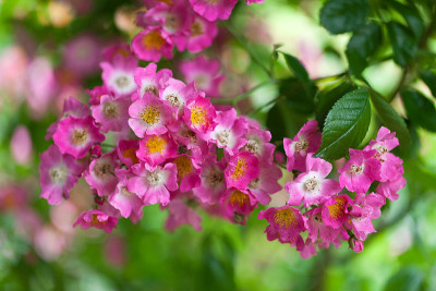 精致、精致、口味丰富的花园和chateau La Chatonniere