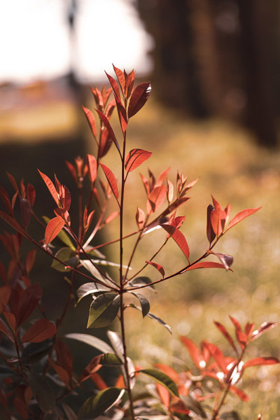 这种植物被称为火灌木，在土耳其可以变成红色。Photinia Serrulata。有选择性的重点