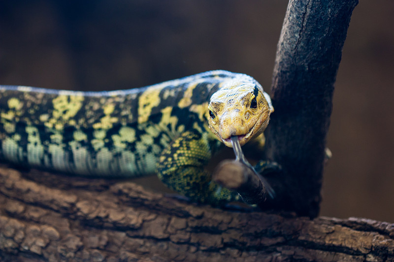 黄头水监测器(Varanus cumingi)