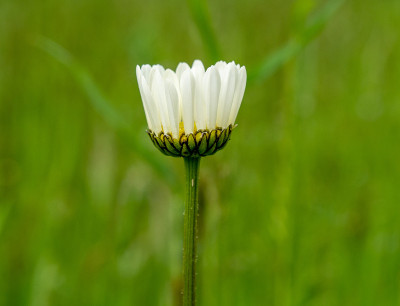 田野里的白色洋甘菊