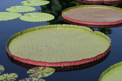 Water-platter