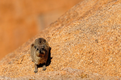 裙子dassie