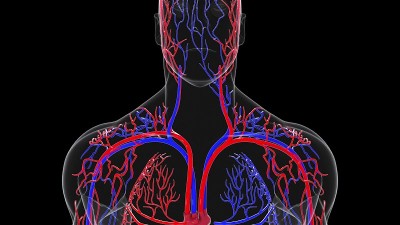 人体循环系统的旋转模型。3d渲染血管。医学背景电脑生成