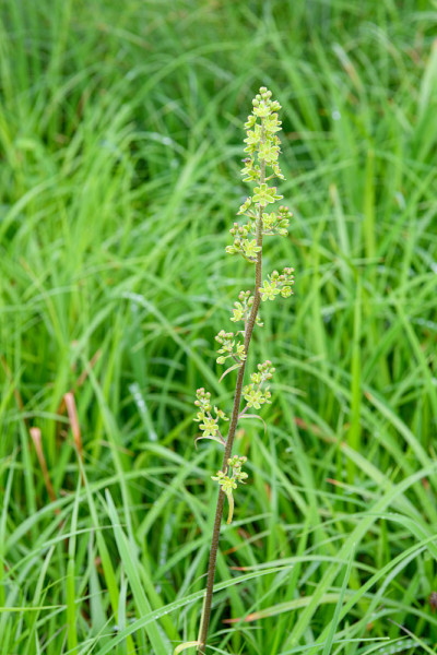 大江沼泽的高山植物(学名:Veratrum maackii变种longibracteatum)