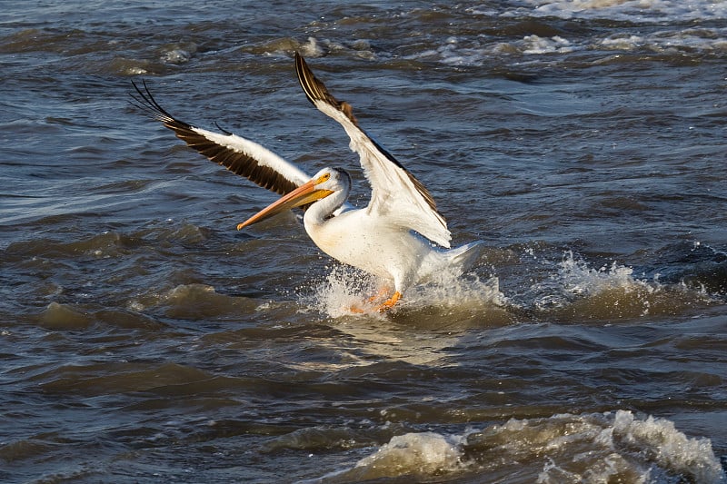 大白鹈鹕(Pelican onocrotalus)飞到加拿大北部，在加拿大西北地区史密斯堡鹈鹕急流的