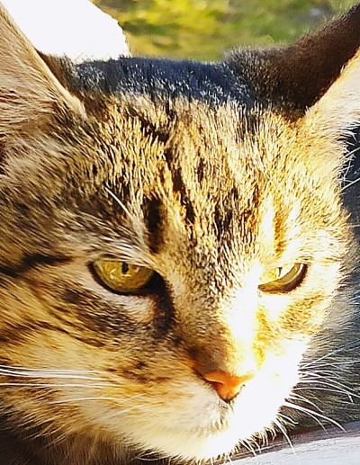 猫的肖像