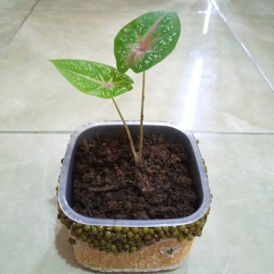 装饰植物