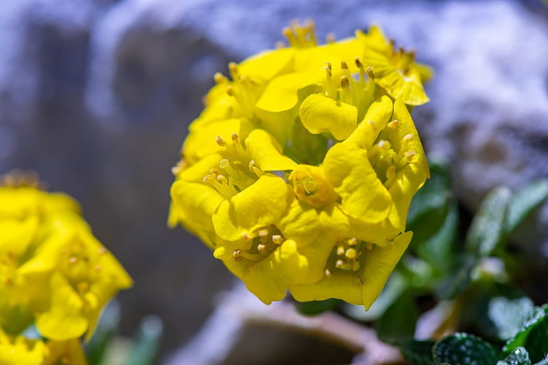 山楂花，近看