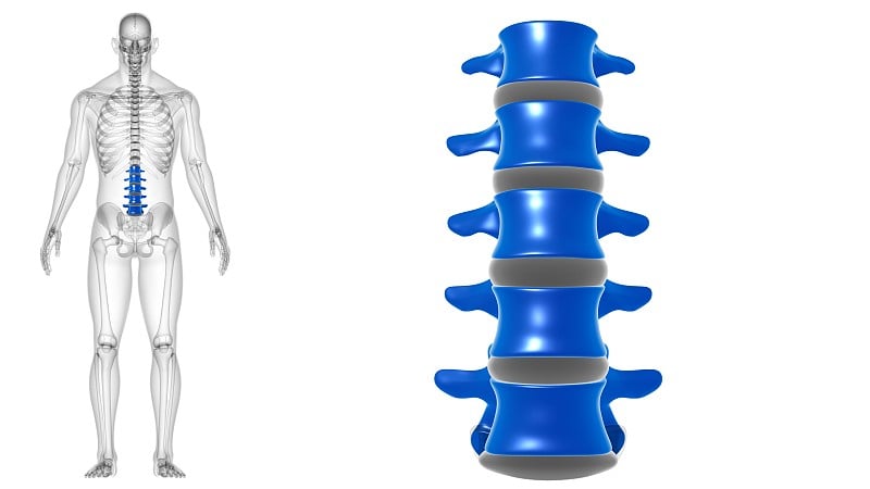 人体骨骼、脊柱、腰椎解剖学