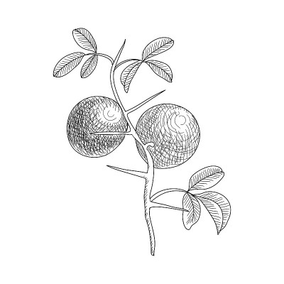 矢量画三叶橙色