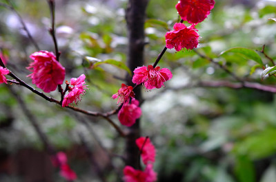 梅花，日本杏子