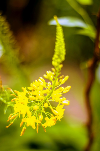 黄色的花