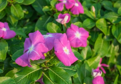 长春花盛开的花