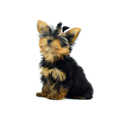 约克郡犬皮皮