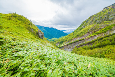 山脉和竹草