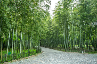 高清晰度竹林绿竹