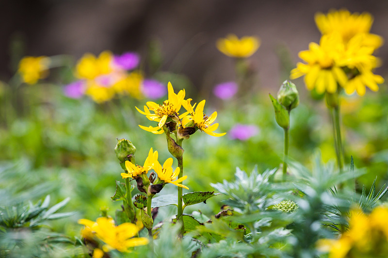 黄色的野花(Ligularia hodgsonii)在Rebun岛，日本