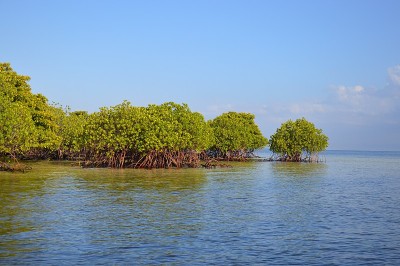 红树林和浅水