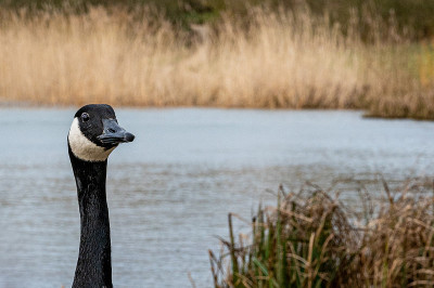 加拿大鹅的画像(branta canadensis)