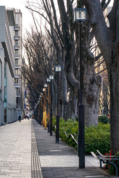 Omotesando Zelkova Trees(我的shibuya，东京)