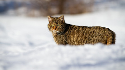 一只可爱的欧洲野猫正在观察雪景