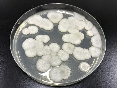 枯草芽孢杆菌