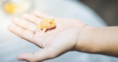阿根廷角蛙或吃豆人蛙是最常见的角蛙品种。