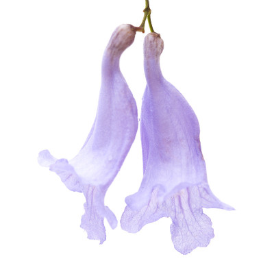 孤立的蓝花楹花