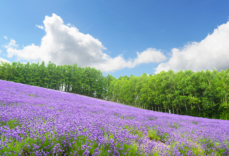 日本北海道furano的薰衣草田