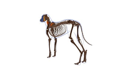 颈最长肌狗的肌肉解剖医学概念3D