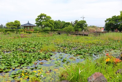 钉子，池塘，莲花，睡莲，