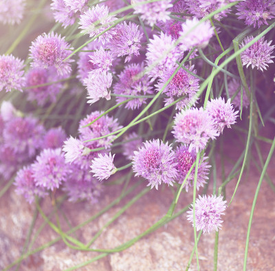 特写镜头的chive-onion