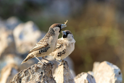 社交Weaver (Philetairus socius) -纳米比亚非洲