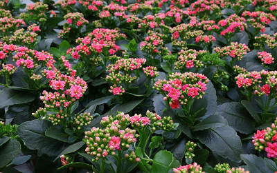 近紫粉卡兰花