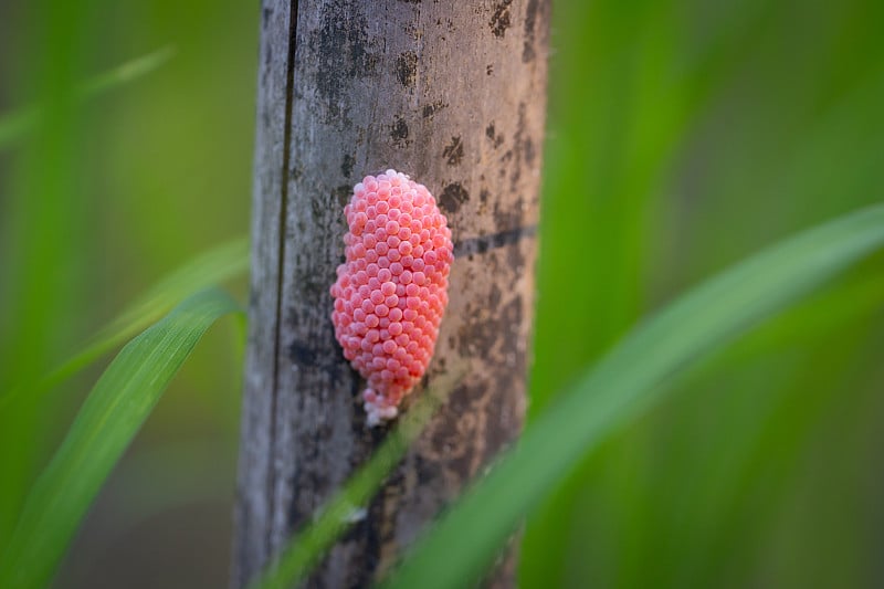 水道苹果蜗牛对水生植物有巨大的胃口