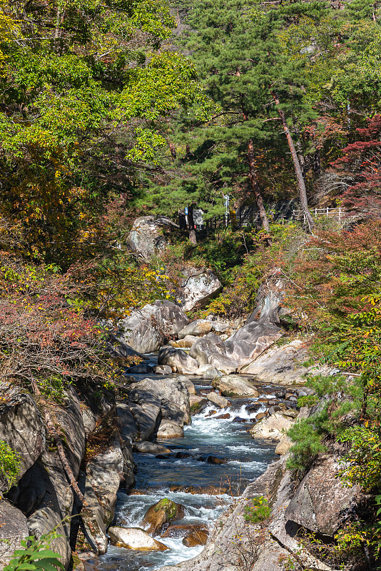 三叶峡秋叶景色在阳光明媚的日子里观赏